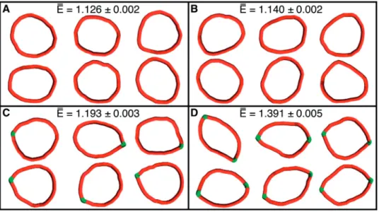 Figure 4. Snapshots from Brownian dynamics simulations of DNA minicircles with and without hyperﬂexible sites