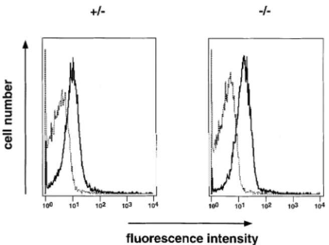 Fig. 3. In vitro cultured pre-B cells express V pre-B2 on the cell surface.