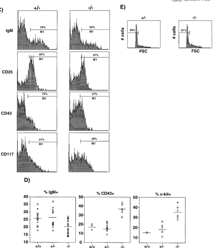 Fig. 4. Partial block in B cell development at the transition into the pre-BCR stage. (A) Expression of CD45R versus IgM, CD25 (IL2-Rα), CD43 and CD117 (c-kit) respectively on bone marrow cells from V pre-B1 heterozygous ( 1 /–) and homozygous (–/–) mutant