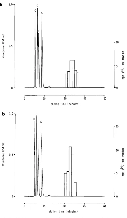 Fig. 1. HPLC analysis of nucleotides obtained from the enzymatic hydrolysis of hepatic DNA from mice treated with either MelQx (a) or 2AAF (b) and killed 6 h after treatment