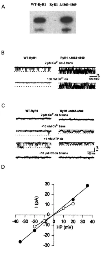 Figure 4. Immunoblots and single channel recordings for wt-RYR1 and RYR1 D4863–4869. (A) Equal amounts of membranes (6 mg protein/lane) isolated from HEK293 cells expressing wt-RyR1 (left) and RYR1 D4863–4869 (right) were probed with a monoclonal antibody 