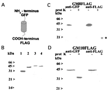 Figure 5. Fusion proteins encompassing amino acid residues V4830–4870 and 4907–4943 of the rabbit skeletal muscle RYR1 are integral membrane proteins.