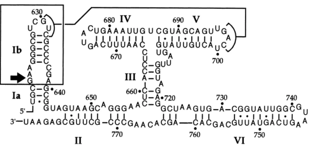 Fig. 8. Secondary structure of the VS RNA ribozyme. The arrow shows the cleavage site and numbering is that of the full-length VS RNA