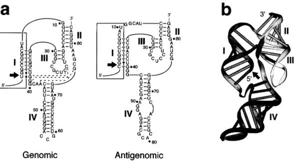 Fig. 9b) and for the antigenomic axehead variant [102].