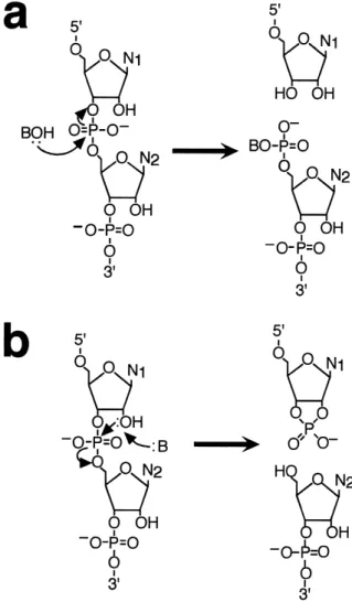 Fig. 1. Reactions catalyzed by RNAs. a: The reaction mecha- mecha-nism of the large catalytic RNAs