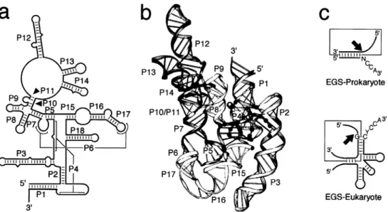 Fig. 5. Characteristics of RNase P RNA. a: The proposed secondary structure of M1 RNA, the RNA component of RNase P from E.