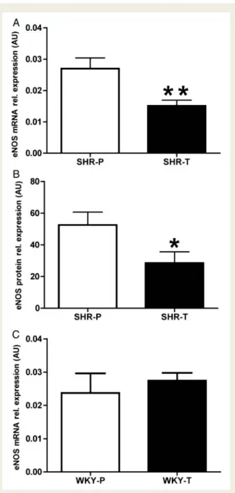 Figure 3 Expression of total endothelial nitric oxide synthase in aortic tissue of spontaneously hypertensive rats