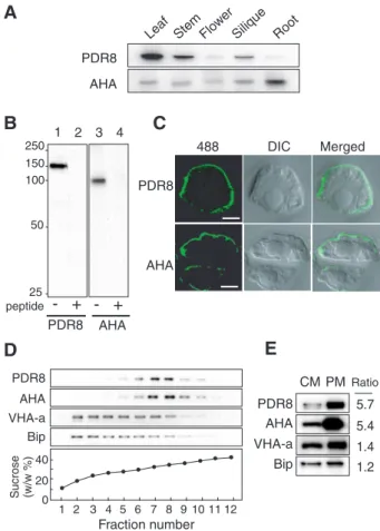 Fig. 1 (A) Levels of AtPDR8 in different tissues. Crude membranes (5 µ g) prepared from the indicated organs were subjected to SDS–