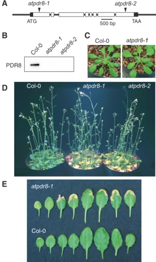 Fig. 3 Mutants of atpdr8. (A) Insertion positions of T-DNA in AtPDR8. Filled boxes and open boxes represent the 5 ′ - and 3 ′  -untrans-lated regions, and exons of the gene, respectively