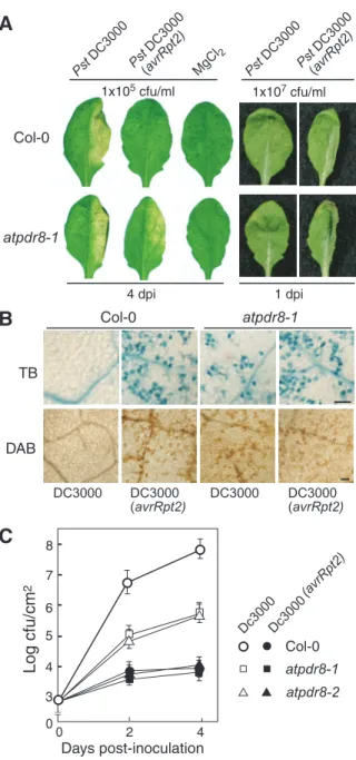 Fig. 5 The atpdr8 mutants exhibit enhanced HR-like cell death. (A) Disease phenotype of the wild type (Col-0) and atpdr8-1 mutant