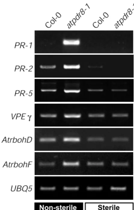 Fig. 7 Expression of defense genes in atpdr8 mutants. Levels of tran- tran-scripts of defense genes, PR-1,  PR-2,  PR-5,  VPE γ ,  AtrbohD and AtrbohF in wild-type (Col-0) and mutant (atpdr8-1) plants grown for 4 weeks on non-sterile vermiculite or sterile