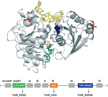 Figure 1. DEAD box helicase motifs and position of mutations in motifs I, III and V. The homology model for the YxiN helicase core was constructed with Geno3D (23) using Vasa (PDB-ID 2db3) as a template