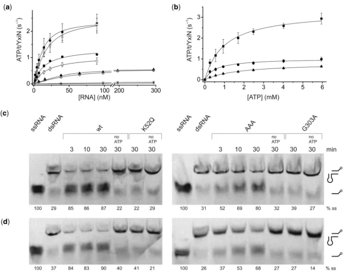 Figure 2. Steady-state ATPase activity and RNA unwinding. (a) ATP hydrolysis rates as a function of RNA concentration in the presence of 5 mM ATP
