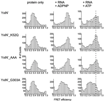 Figure 3. Conformational changes in the helicase core: smFRET experiments. FRET histograms of YxiN 0 , YxiN 0 _K52Q, YxiN 0 _AAA and YxiN 0 _G303A in the absence of ligands, and in the presence of 153mer RNA and ADPNP or ATP