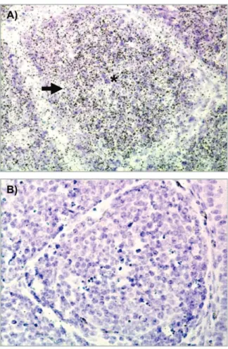 Fig. 2. In situ hybridization shows chBAFF expression in bursa follicles. Bursa cryostat sections from 6-week-old birds were hybridized with [ 33 P]-labeled antisense (A) and sense probes (B) for chBAFF and counterstained with hematoxylin