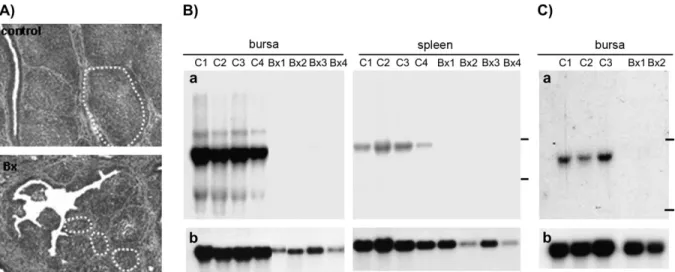 Fig. 4. chBAFF is expressed by B cells. (a) Expression analysis was done by northern blotting with a chBAFF-specific cDNA probe using 10 lg of RNA each from entire organs or isolated cell populations: