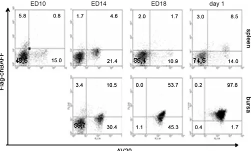 Fig. 6. chBAFF promotes the survival of peripheral B cells in vitro.