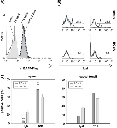 Fig. 7. Neutralization of chBAFF in vivo decreases peripheral B cell frequencies. (A) Medium containing Flag–chBAFF was incubated with the indicated concentrations of hBCMA-Fc and subsequently used to analyze binding to chBAFFRs on bursal B cells by flow c