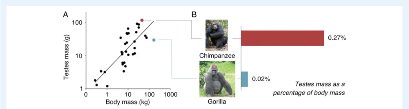 Figure 1 Testis size evolution in primates. In (A) data from 33 different species of primates are re-plotted from Harcourt et al