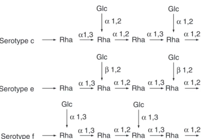 Fig. 1. Structure of cell wall-linked RGPs in Streptococcus mutans serotypes c, e and f.