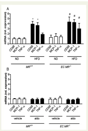 Figure 4 The obesity-induced increase in the expression of pro-inflammatory cytokines in white adipose tissue is  independ-ent of endothelial mineralocorticoid receptor; aldosterone  infu-sion in lean animals does not induce inflammation