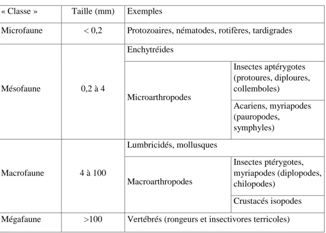 Tableau 3: classification de la pédofaune en fonction de la taille (Freyssinel, 2007) 