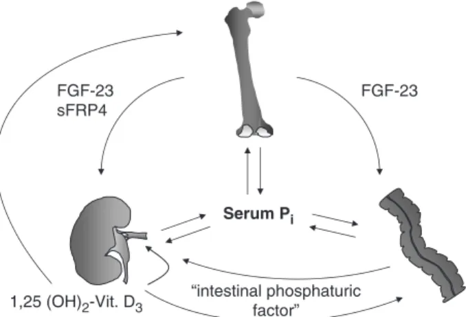 Fig. 1. Serum phosphate levels are determined by the rate of intestinal phosphate absorption, renal reabsorption and its  deposi-tion in bone or storage in soft tissue, respectively