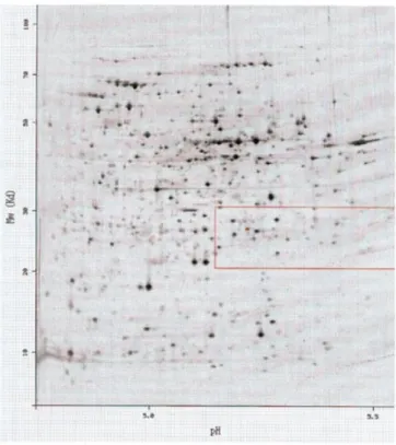 Figure 2. The protein from Figure 1 shown on the ECOLI4.5–5.5 reference map.