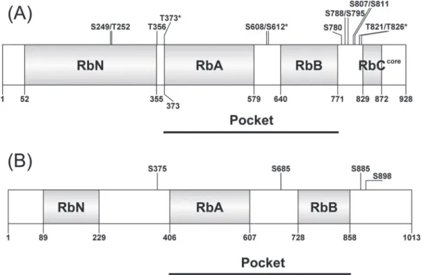 Fig. 1.  Comparison of pRb (A) and Arabidopsis RBR (B). pRb has 13 experimentally confirmed phosphorylation sites, while only four phosphorylation  sites have been experimentally confirmed in Arabidopsis RBR