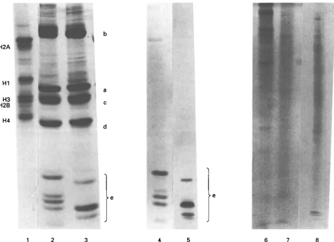 Fig. 2. Histone analysis in Triton acid urea PAGE. Lane 1: calf thymus histones. HCl-extracted histones of nuclei of Trypanosoma brucei brucei procyclic culture forms (Lane 2) and of bloodstream forms (Lane 3); 5 % perchloric  acid-extracted histones of pr