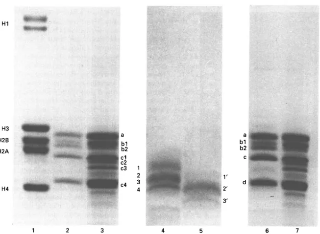 Fig. 4. Histone analysis in SDS-tricine—PAGE. Lane 1: calf thymus histones. HCl-extracted histones of Trypanosoma brucei brucei procyclic culture forms (Lane 2) and bloodstream forms (Lane 3); 5 % perchloric acid-extracted histones of bloodstream forms (La