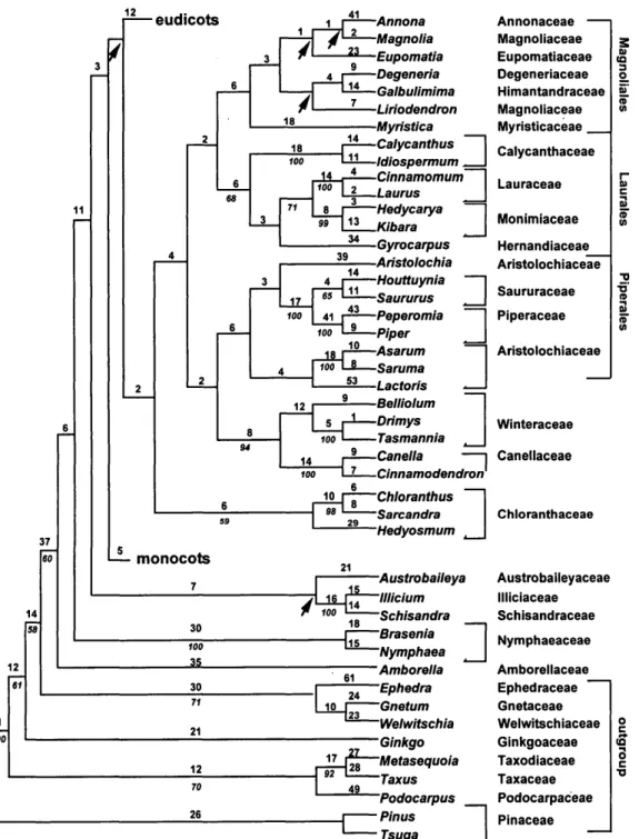 FIGURE 5. One of 3,000 best trees resulting from the exploratory phylogenetic analysis of atpB alone and rbcL alone for 357 taxa