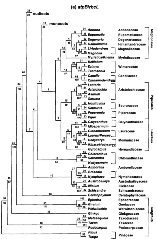 FIGURE 6. One of 8,600 best trees resulting from the exploratory phylogenetic analysis of atpB/rbcL combined for 357 taxa