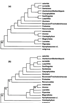 FIGURE 3. Summary of the phylogenetic trees repre- repre-senting only the major groupings inferred from the separate analysis of the atpB (a) and rbcL (b) coding  se-quences (see Fig