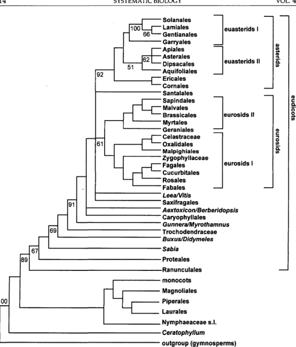 FIGURE 4. Summary of the phylogenetic trees representing only the major groupings inferred from the com- com-bined analysis of the atpB/rbcL coding sequences (see Fig