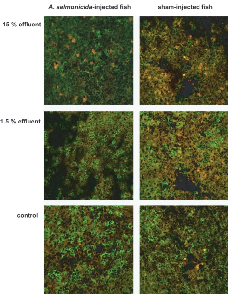 FIG. 2. Laser scanning microscopy of spleen cryosections from control fish and trout exposed to 1.5 or 15% effluent, after labeling with mab 42 (anti-trout thrombocytes, green fluorescence)