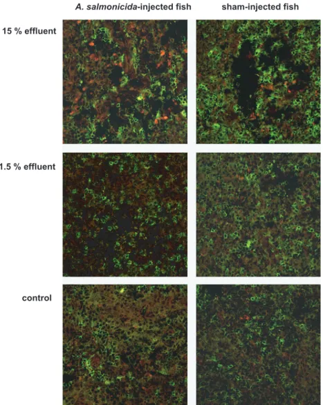 FIG. 3. Laser scanning microscopy of spleen cryosections from control fish and trout exposed to 1.5 or 15% effluent, after labeling with mab N2 (anti-trout IgM, green fluorescence)