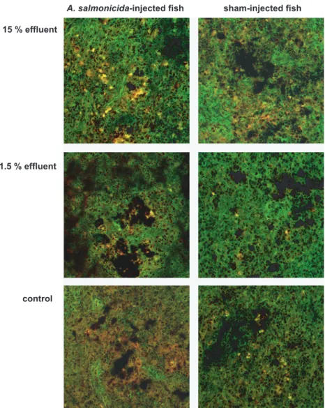 FIG. 4. Laser scanning microscopy of spleen cryosections from control fish and trout exposed to 1.5 or 15% effluent, after labeling with mab H9 (anti-trout MHC class I, red fluorescence) and anti-salmon MHC II antiserum (green fluorescence)