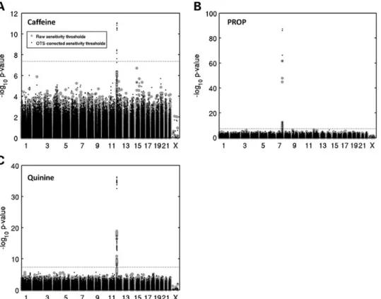 Figure 4. Caffeine detection thresholds are associated with a locus on chromosome 12 and OTS correction P-value boosts are loci specific