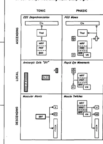 Figure 5A. Original reciprocal-interaction model. In 1975 this model was restricted to one class of REM-on cell, the putatively cholinoceptive/cholinergic neurons of the gigantocellular  teg-mental field (FTG), and one class of REM-off cell, the  nor-adren