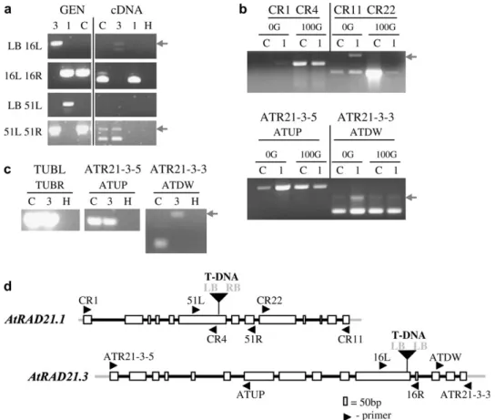 Fig. 4. Characterization of the atrad21.1 and atrad21.3 mutant lines. T-DNA insertions in both atrad21.1 and atrad21.3 homozygous mutants truncate corresponding atrad21 transcripts