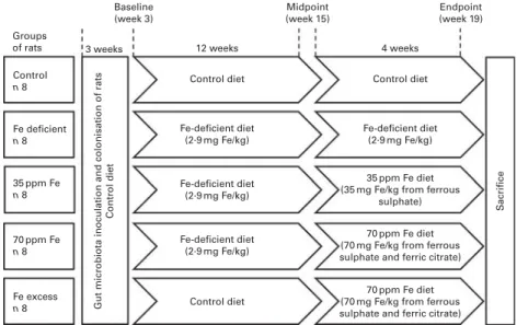 Fig. 1. Study set-up with different iron feeding regimens according to a classical iron depletion – repletion study design