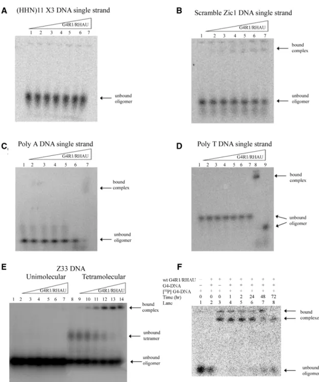 Figure 3. Equilibrium binding GMSAs of puriﬁed recombinant G4R1/RHAU incubated with oligonucleotides not containing unimolecular G4-DNA shows that G4R1/RHAU does not tightly bind these substrates and suggests the enzyme has speciﬁcity for G4-DNA structures