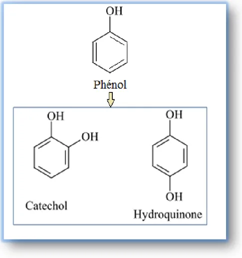 Figure 11. Les intermédiaires formés lors de la photodégradation du phénol. 