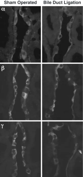 Fig. 7. Immunohistochemical detection of NCC in DCT proﬁles, sham-operated rats (left column) and BDL rats (right column) at week 1 (upper row), and week 2 (lower row); cryosections immunostained by rabbit-anti-rat bENaC antibody followed by a Cy3-conjugat