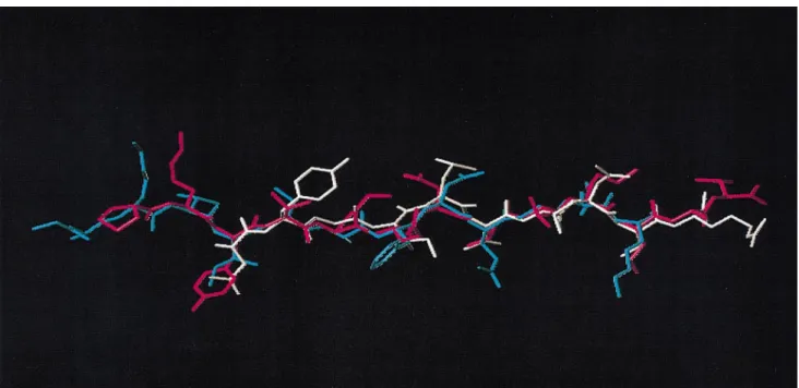 Fig. 3. Comparison of three peptide–MHC II complexes: the α backbone of HA (magenta) from HA–HLA-DR1 is superimposed on Hb (cyan) from Hb–I-E k and HEL(white) from HEL[52–61]–I-A k complexes