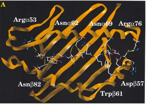 Fig. 2. View of the HEL[52–61] peptide in the conformation of the final model. Hydrogen bonds between the α backbone of the peptide and the protein are indicated in yellow