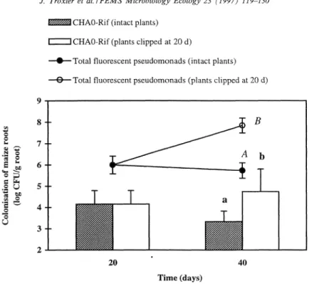 Fig.  1.  Colonisali~n ~f  the  roo? system  of  maize  by  P. ,C-orescens  CHAO-Rif introduced  as  soil  inoculant  (4  log  CFU  g-')