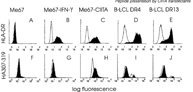 Fig 1. Peptide binding to MHC class II molecules at the surface of APC (Upper panel) Surface expression of HLA-DR on untransfected Me67 cells (A), Me67 cells incubated with IFN-y(500 U/ml) during 48 h (B), CIITA-transfected Me67 cells (C), EBV-transformed 