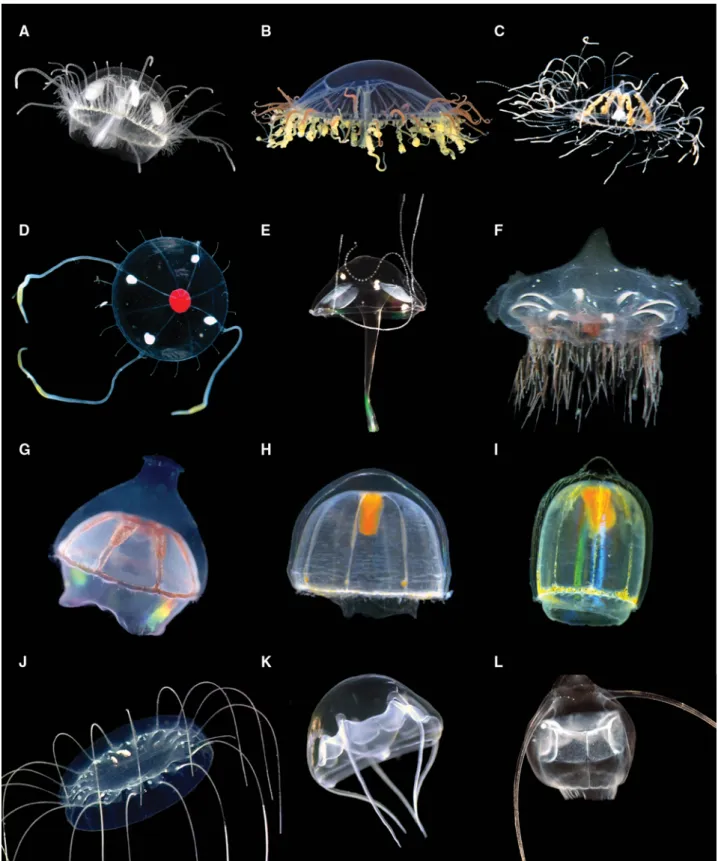 Fig. 1. Images of representative trachyline species. Note that the specimens depicted are not the ones DNA samples were obtained from